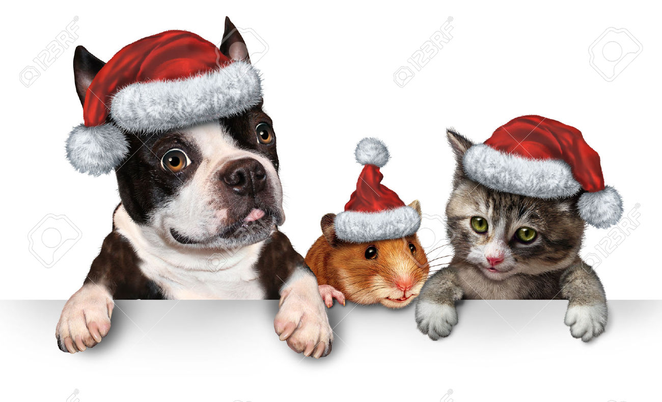 22666968-Christmas-Pet-sign-for-veterinary-medicine-and-pet-store-or-animal-adoption-winter-holiday-advertisi-Stock-Photo